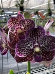 Vanda Richard Peterson (Madame Rattana x Gordon Dillon)