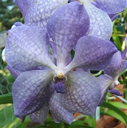 Vanda Rothschildiana 'Blue Ribbon' FCC/AOS