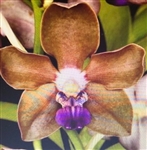 Vanda tessellata 'RF Orchids' x Sandra Gail Hatos