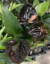 Anthurium Love Black