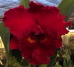 Blc. Achung Ruby 'Red Ribbonâ€™