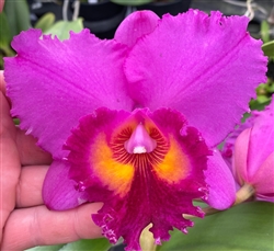 Blc. Claudia P. Huntington