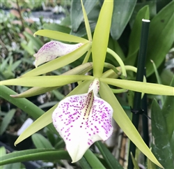 Bc. Green Bird (Brassocattleya Binosa x Brassavola Little Stars)