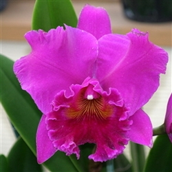 Blc. Haruko Kanzaki 'Volcano Queen'