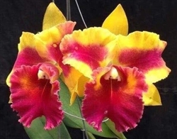 Blc. Siam Fancy 'Wings of Fire'