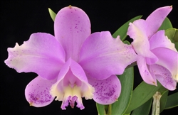 Cattleya loddigesii 'tipo' x peloric punctata