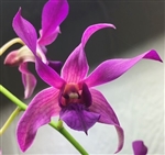 Dendrobium Jaquelyn Thomas 'Wally Murazane'