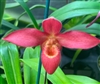 Phragmipedium Jason Fischer