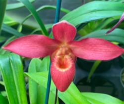 Phragmipedium Jason Fischer