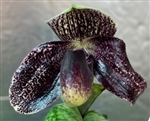 Paphiopedilum Duane Erdmann (urbanianum x bellatulum)