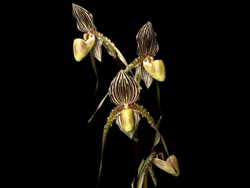 Paphiopedilum Saint Swithin x rothschildianum