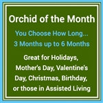 Orchid Of the Month Club