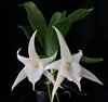 Angraecum Laiâ€™s Star (sesquipedale v. augustifolium x LemfÃ¶rde 'White Beauty')