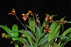 Bulbophyllum catenulatum