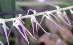 Bulbophyllum cocoinum