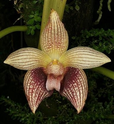 Bulbophyllum facetum