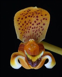 Bulbophyllum pteroglossum