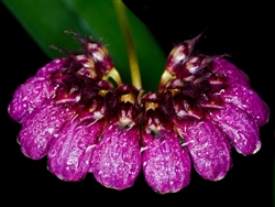 Bulbophyllum pulchellum