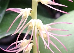 Bulbophyllum vitiense