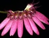 Bulbophyllum zamboangense
