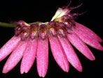 Bulbophyllum zamboangense