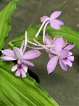 Calanthe kintroi