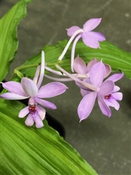 Calanthe kintroi