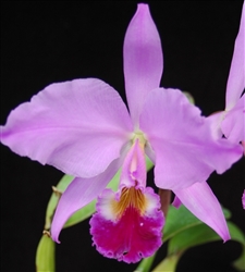 Cattleya labiata