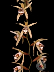 Coelogyne pulverula