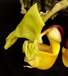 Coryanthes verrucolineata