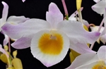 Dendrobium findleyanum