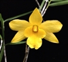 Dendrobium hancockii