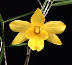 Dendrobium hancockii