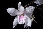 Dendrobium papilio