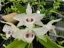 Dendrobium parishii frm. semi-alba