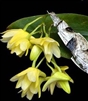 Dendrobium platycaulon