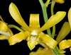 Dendrobium sylvanum