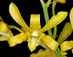 Dendrobium sylvanum