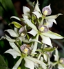 Encyclia fragrans