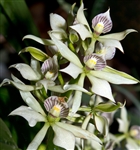 Encyclia fragrans