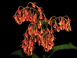 Epidendrum cinnabarinum