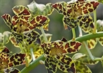 Grammatophyllum Pakkret Leo 'Winter' (mericlone)