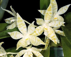 Phalaenopsis hieroglyphica v. flavum