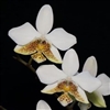 Phalaenopsis stuartiana v. tipo