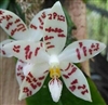 Phalaenopsis zebrina