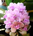 Rhynchostylis gigantea v. pink