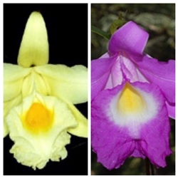 Sobralia macrantha x La Folie