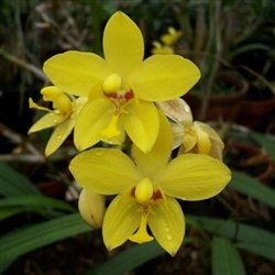 Spathoglottis kimballiana