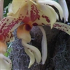 Stanhopea Gary Baker