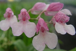 Rodriguezia decora x lanceolata